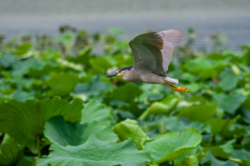 荷塘上空的飞翔鸟影图片