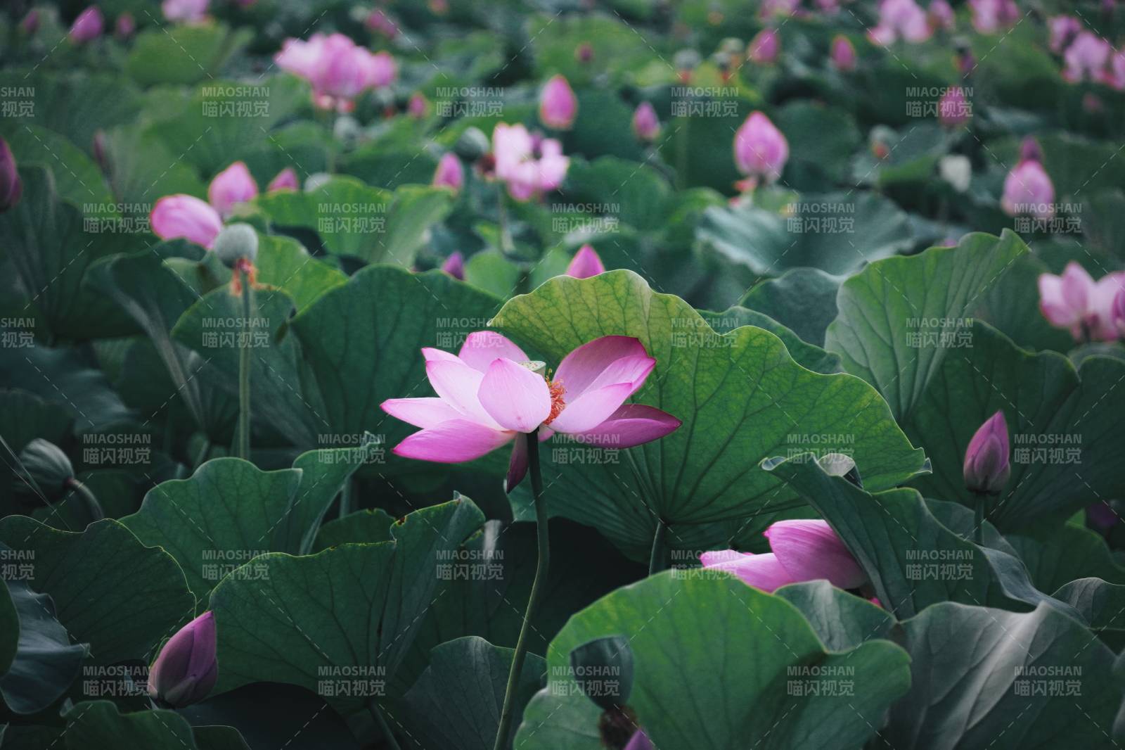 荷塘月色 莲花盛开图片