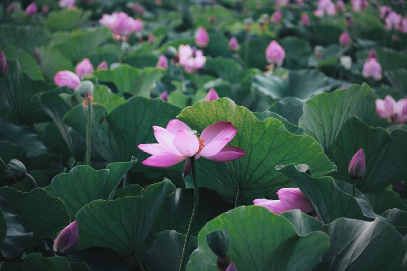 荷塘月色 莲花盛开图片