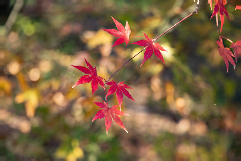 秋日红叶映衬自然美图片