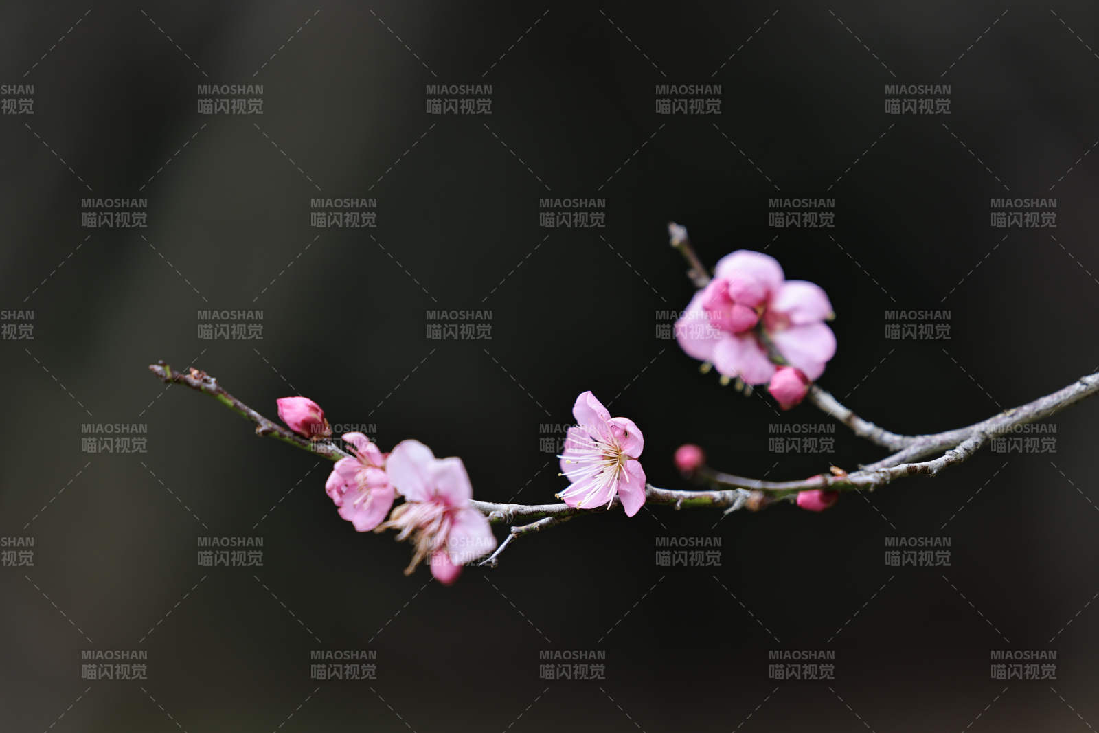 梅花绽放 静谧之美图片