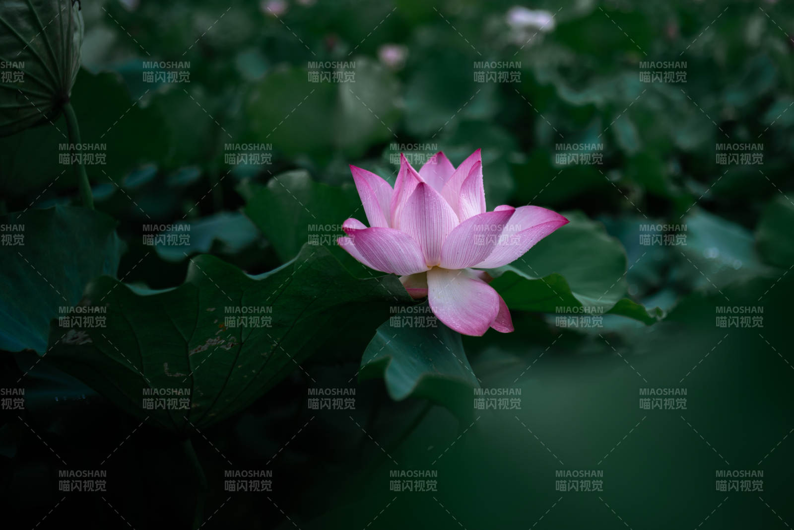 池中莲花静谧绽放图片