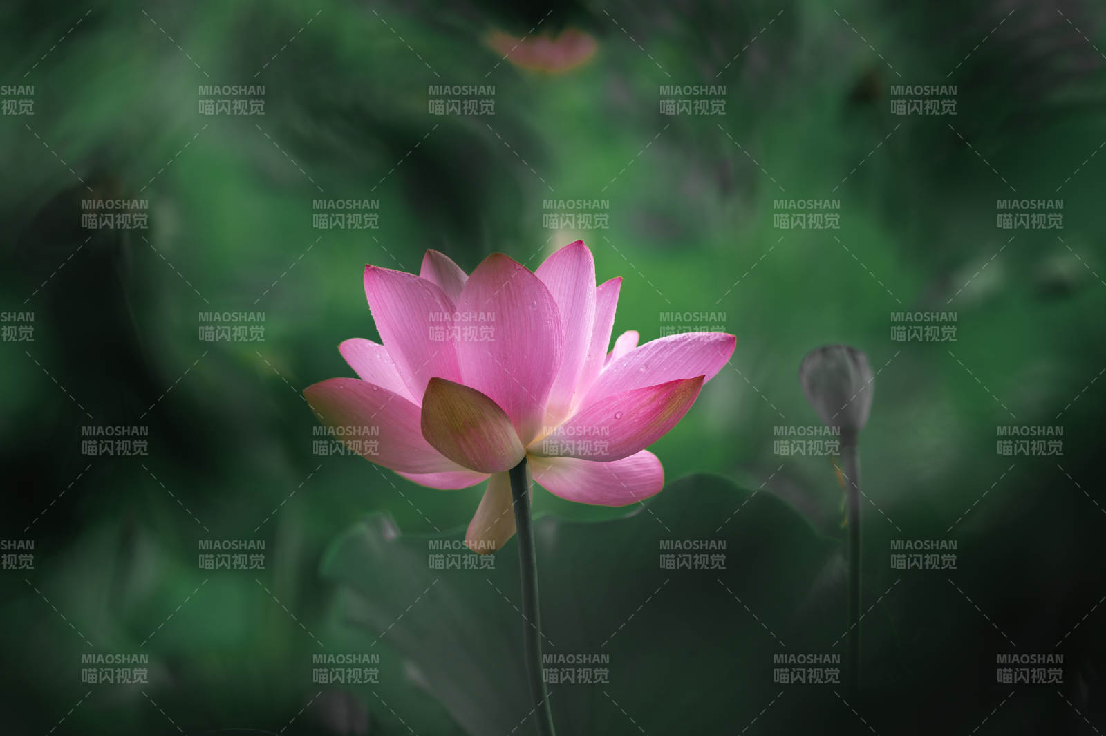 静谧池塘中的莲花绽放图片