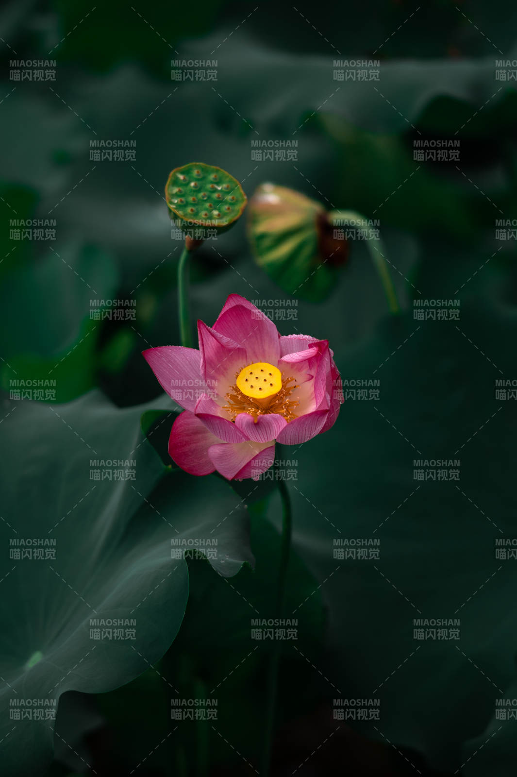 莲花绽放 静谧之美图片