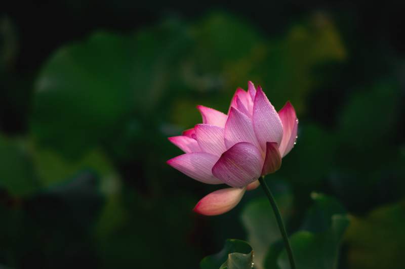 静谧池塘中的莲花绽放图片