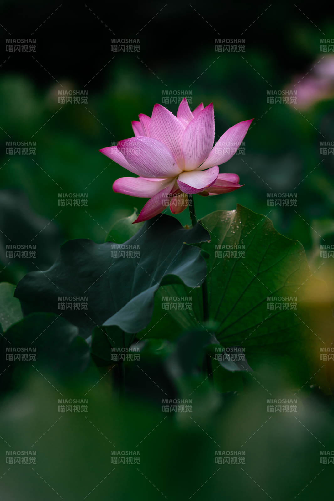 粉莲静谧 绿叶相伴图片