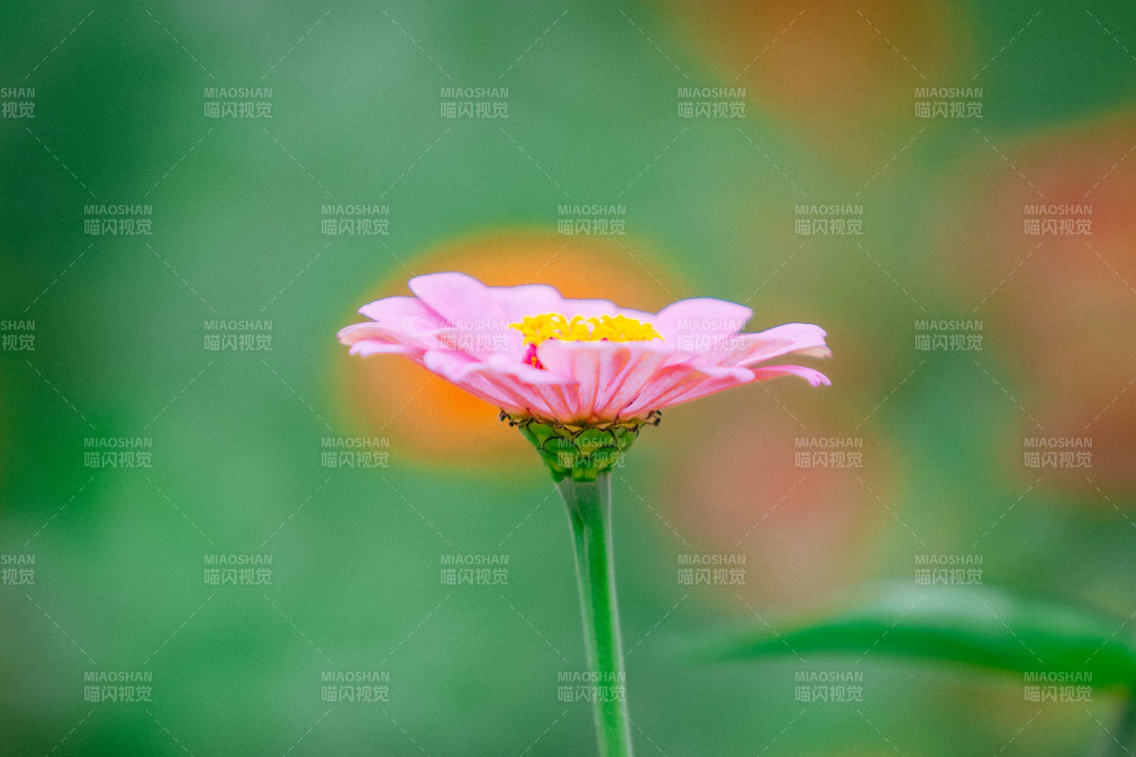 粉色小花在绿叶间绽放图片