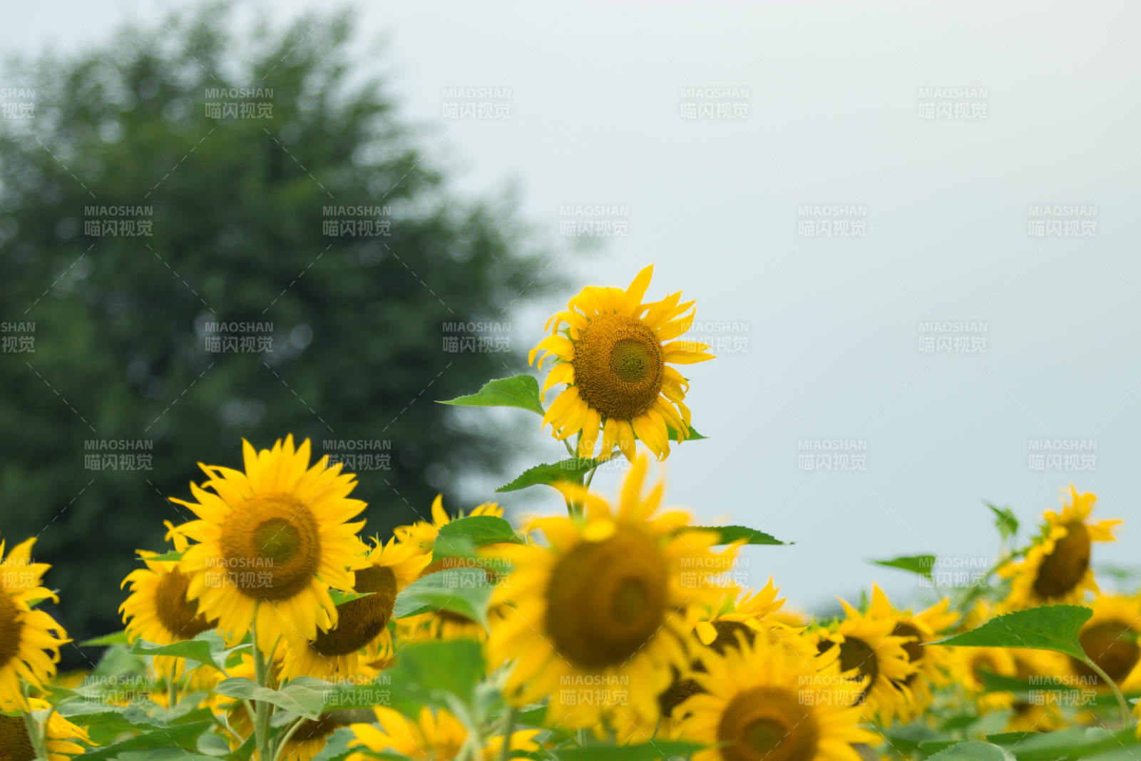 向日葵盛开的夏日风景图片