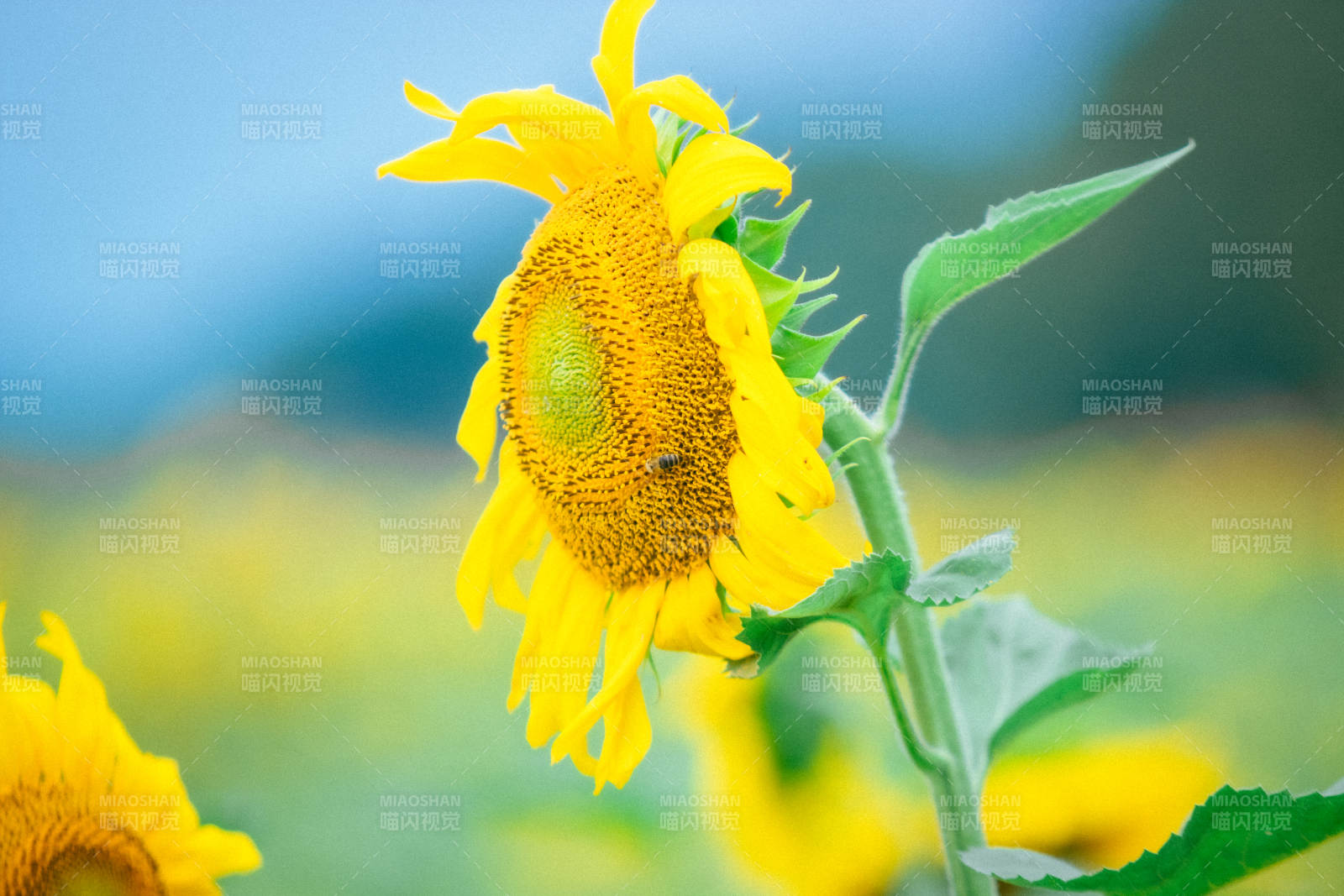 向日葵上的小蜜蜂图片