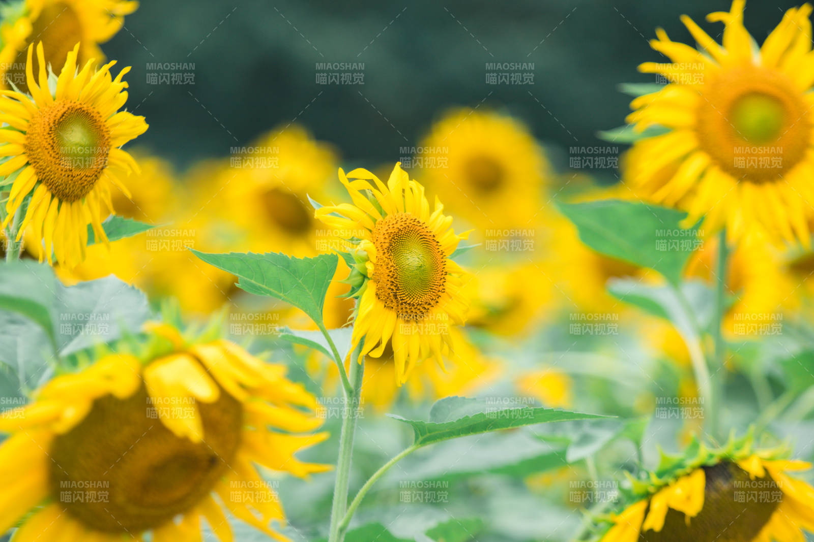 向日葵花田的明媚时光图片