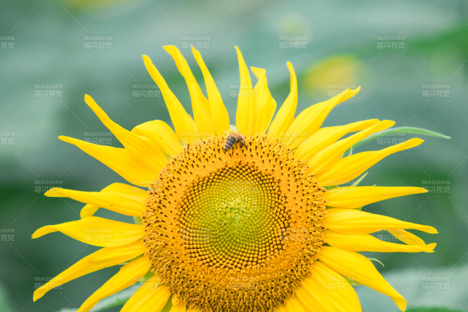 蜜蜂采蜜向日葵花心图片
