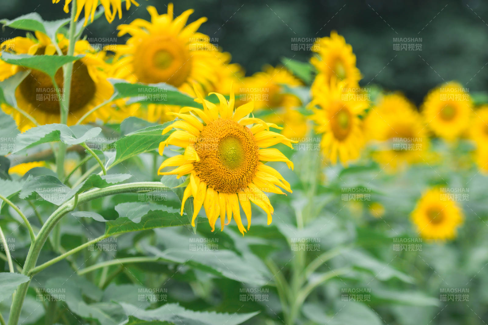向日葵盛开的夏日景象图片