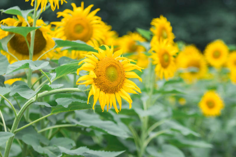 向日葵盛开的夏日景象图片