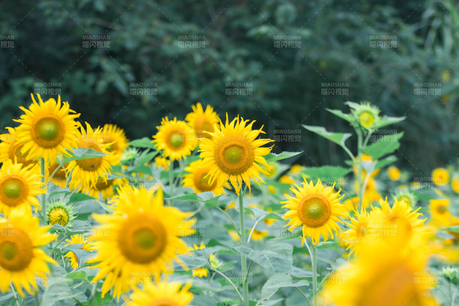 向日葵花田明媚阳光图片