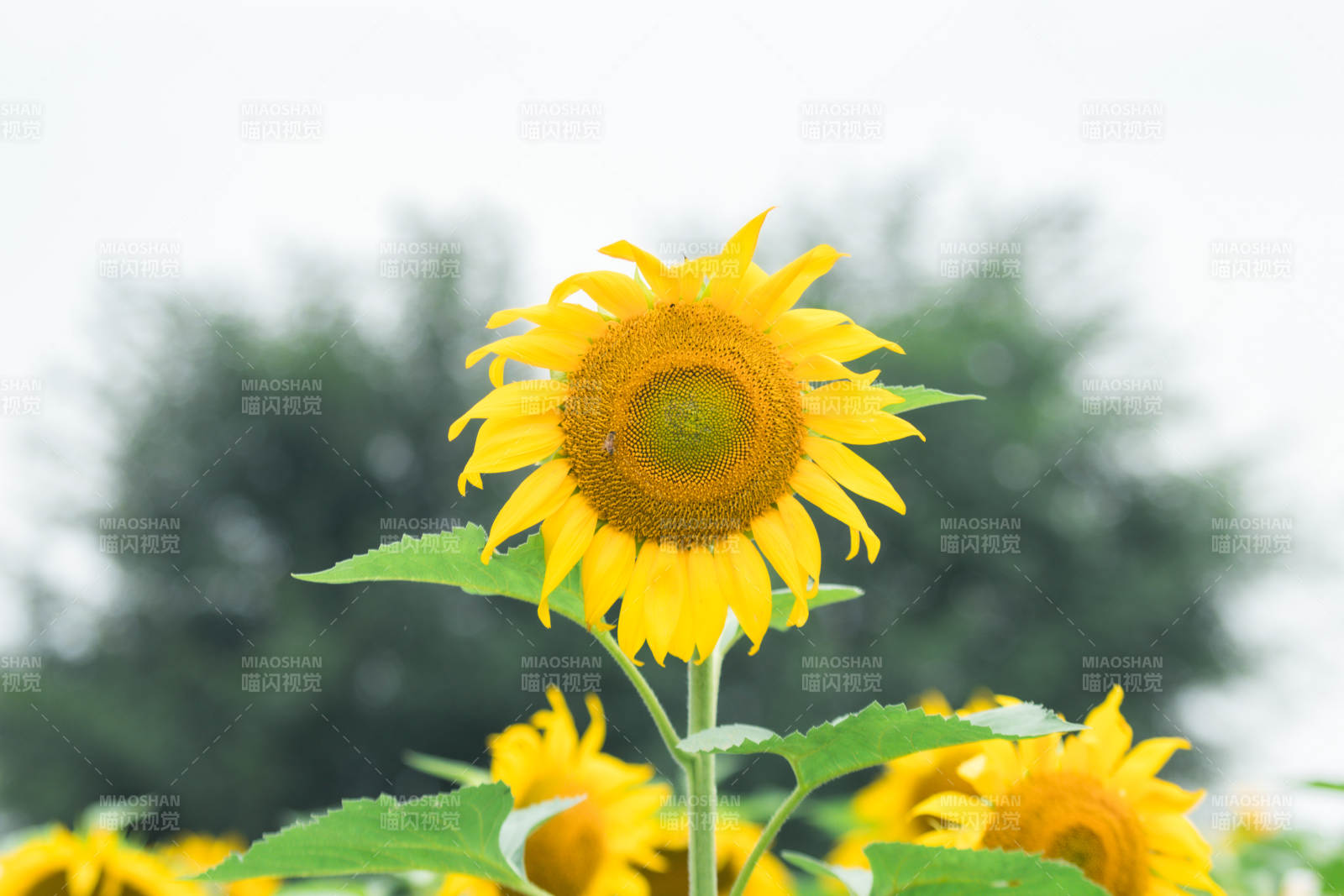向日葵在阳光下绽放图片