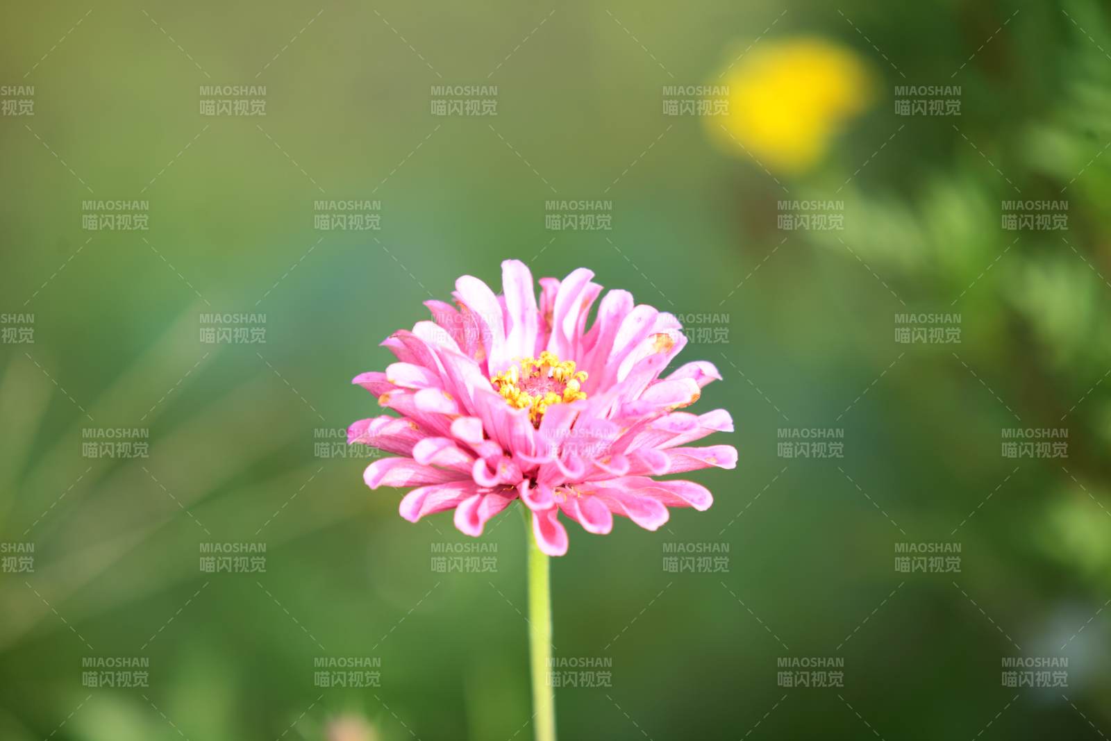 粉色小花在风中绽放图片