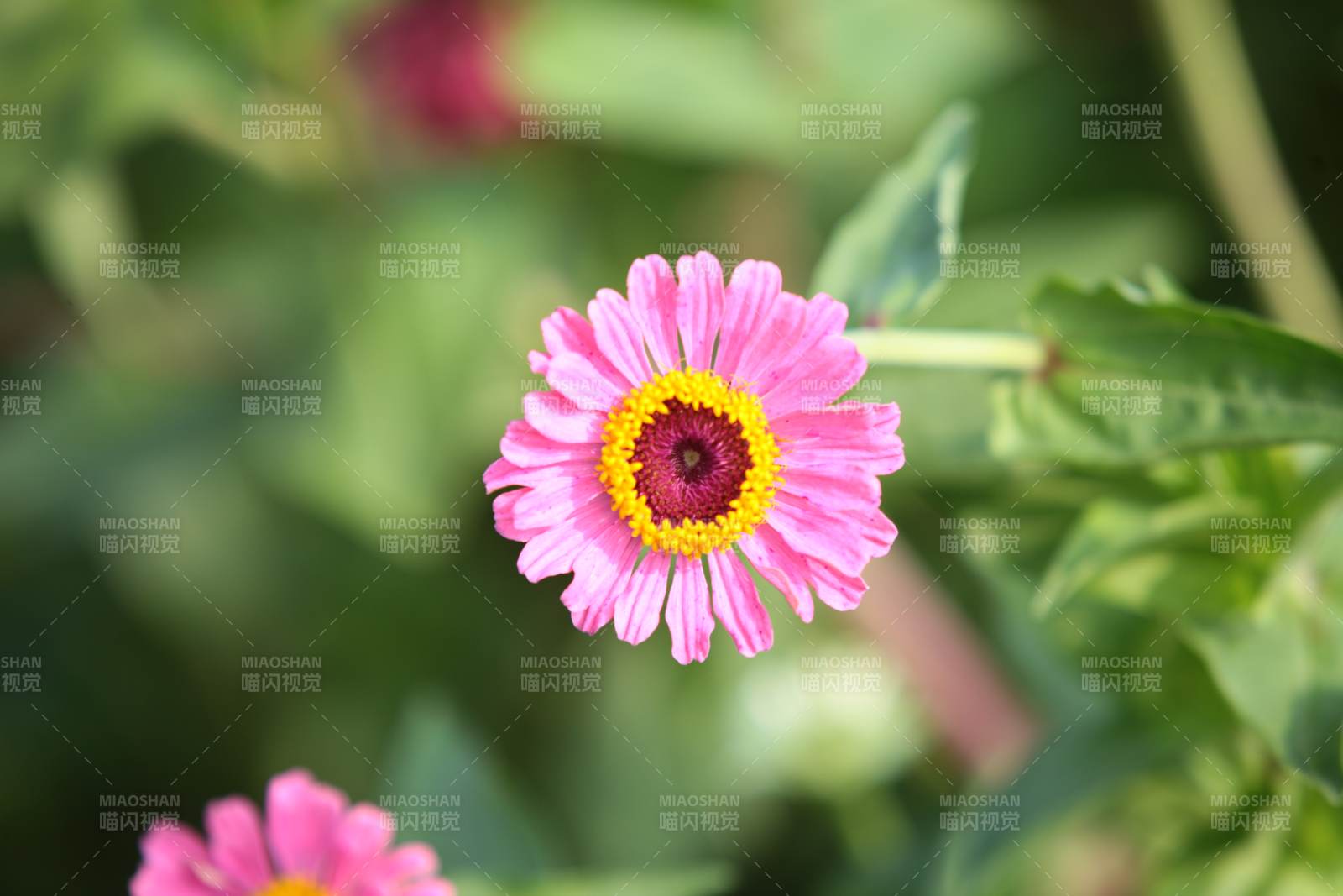 粉色雏菊的美丽瞬间图片