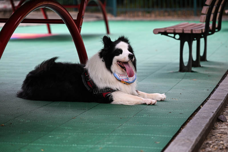 公园里的边牧休息时光图片