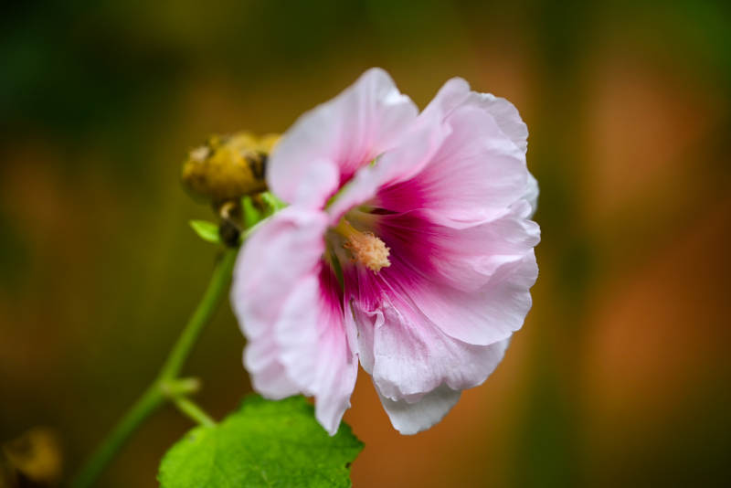 粉色花朵在风中绽放图片