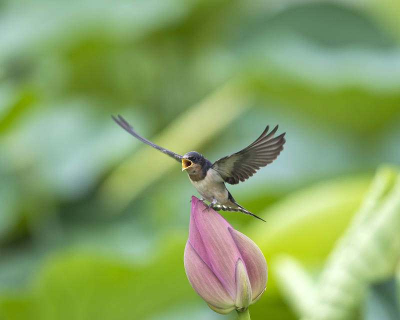 燕子轻点荷花尖图片
