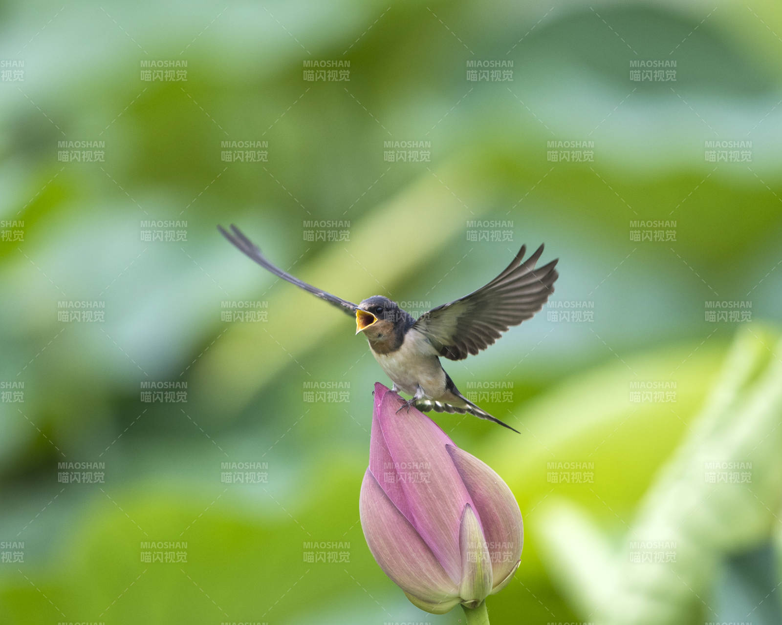 燕子轻点荷花尖图片