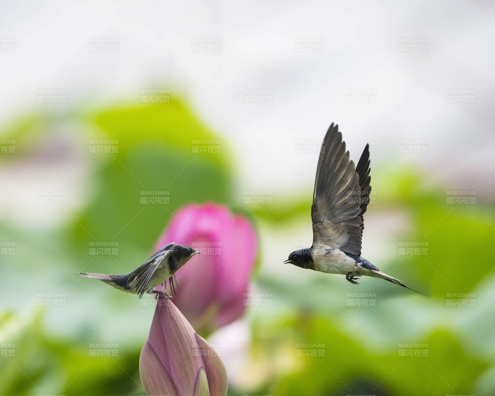 双燕戏莲 翩翩起舞图片