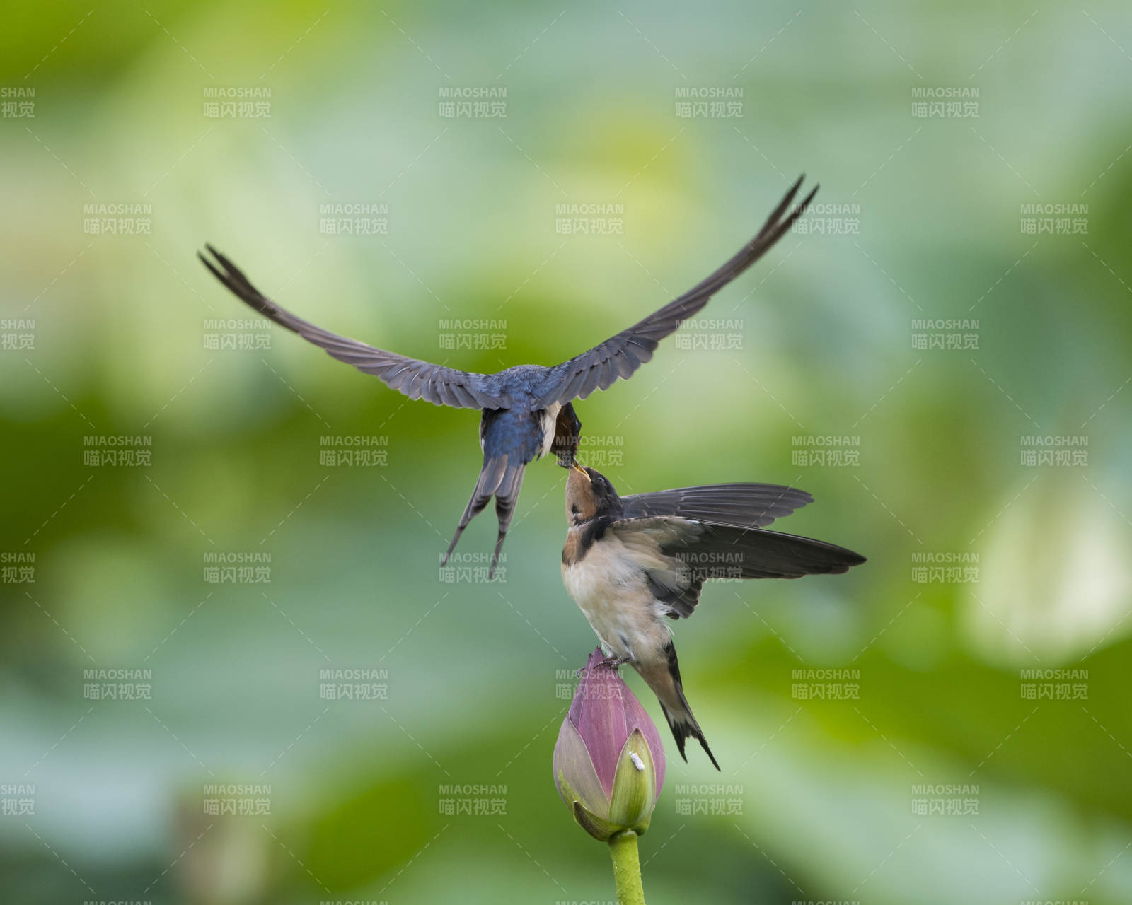 燕子喂食 荷尖相依图片