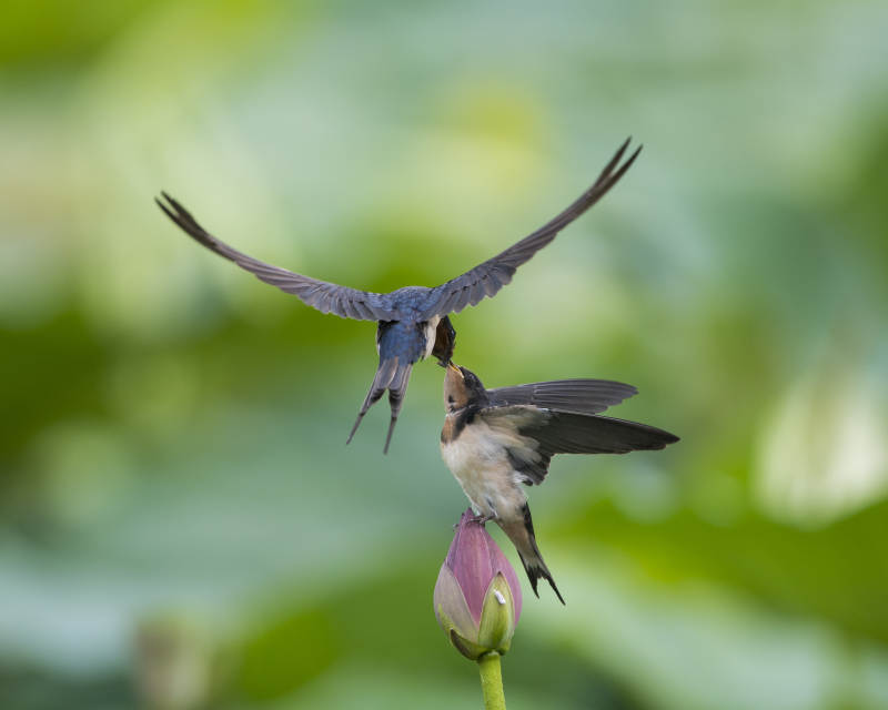 燕子喂食 荷尖相依图片