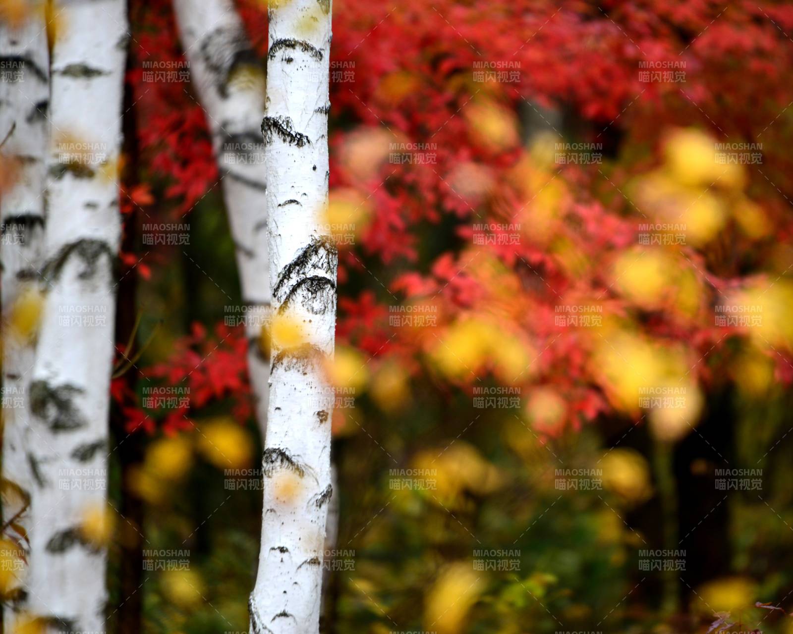 秋日白桦与红叶图片