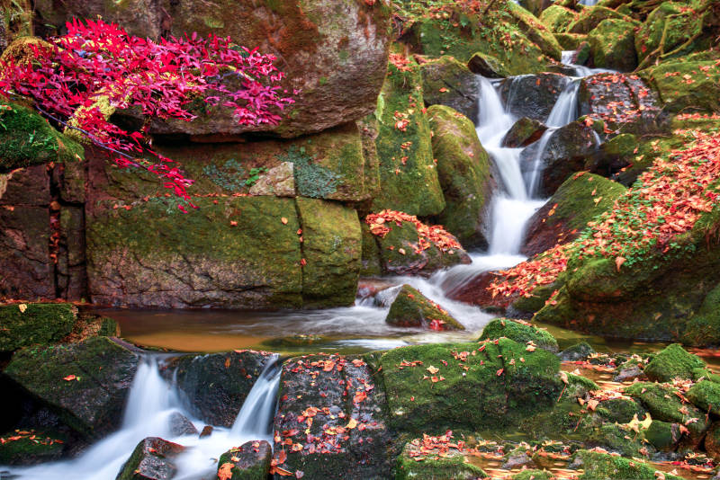 秋日溪流 红叶映水图片