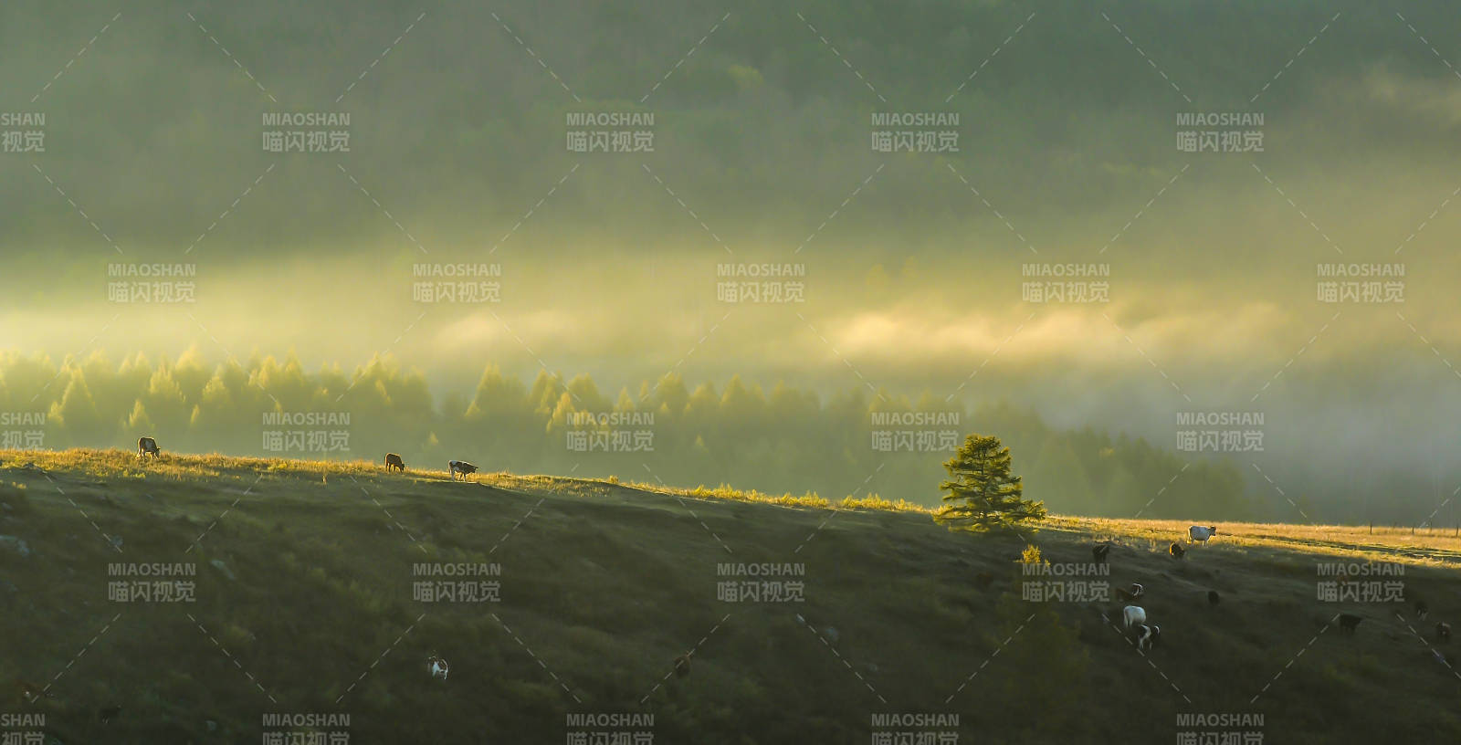 晨雾山间牛羊悠闲图片