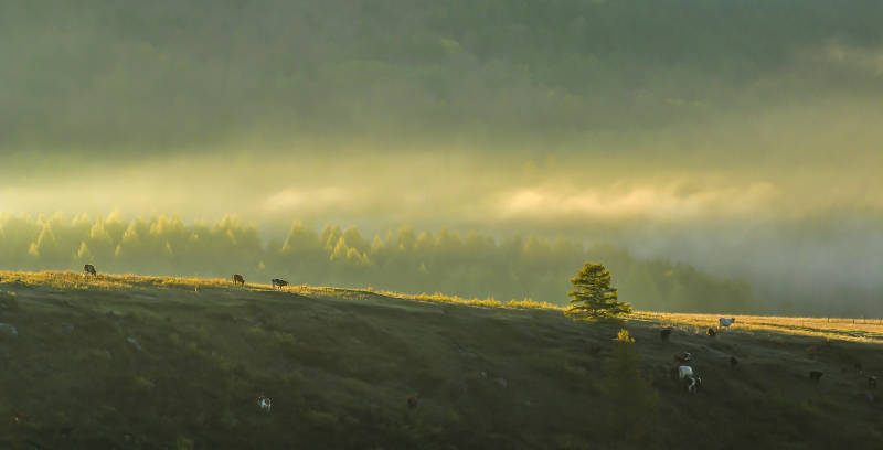 晨雾山间牛羊悠闲图片