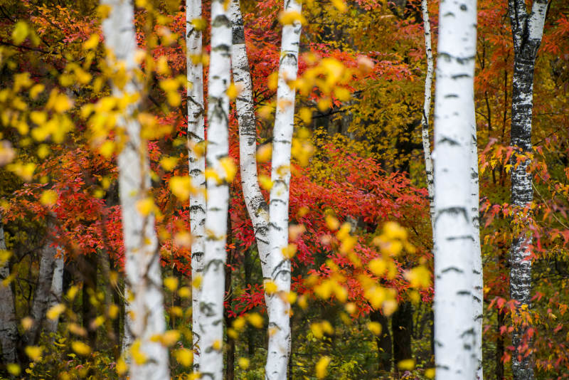 秋日白桦林的色彩盛宴图片