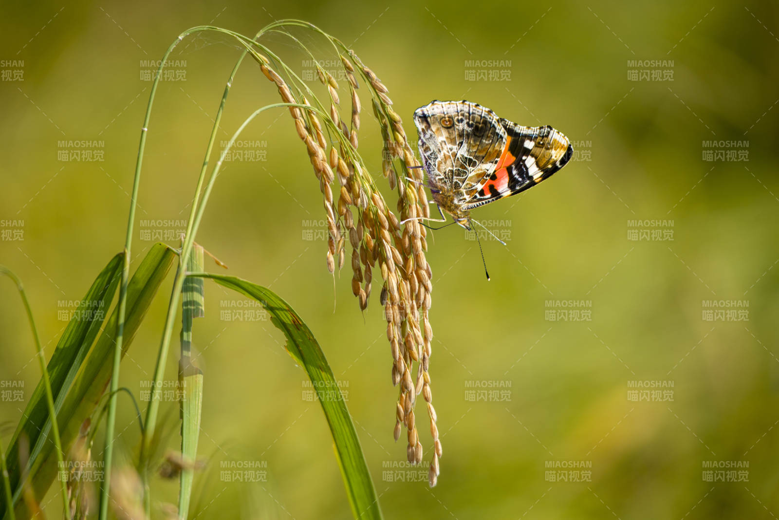 蝴蝶停驻稻穗之上图片