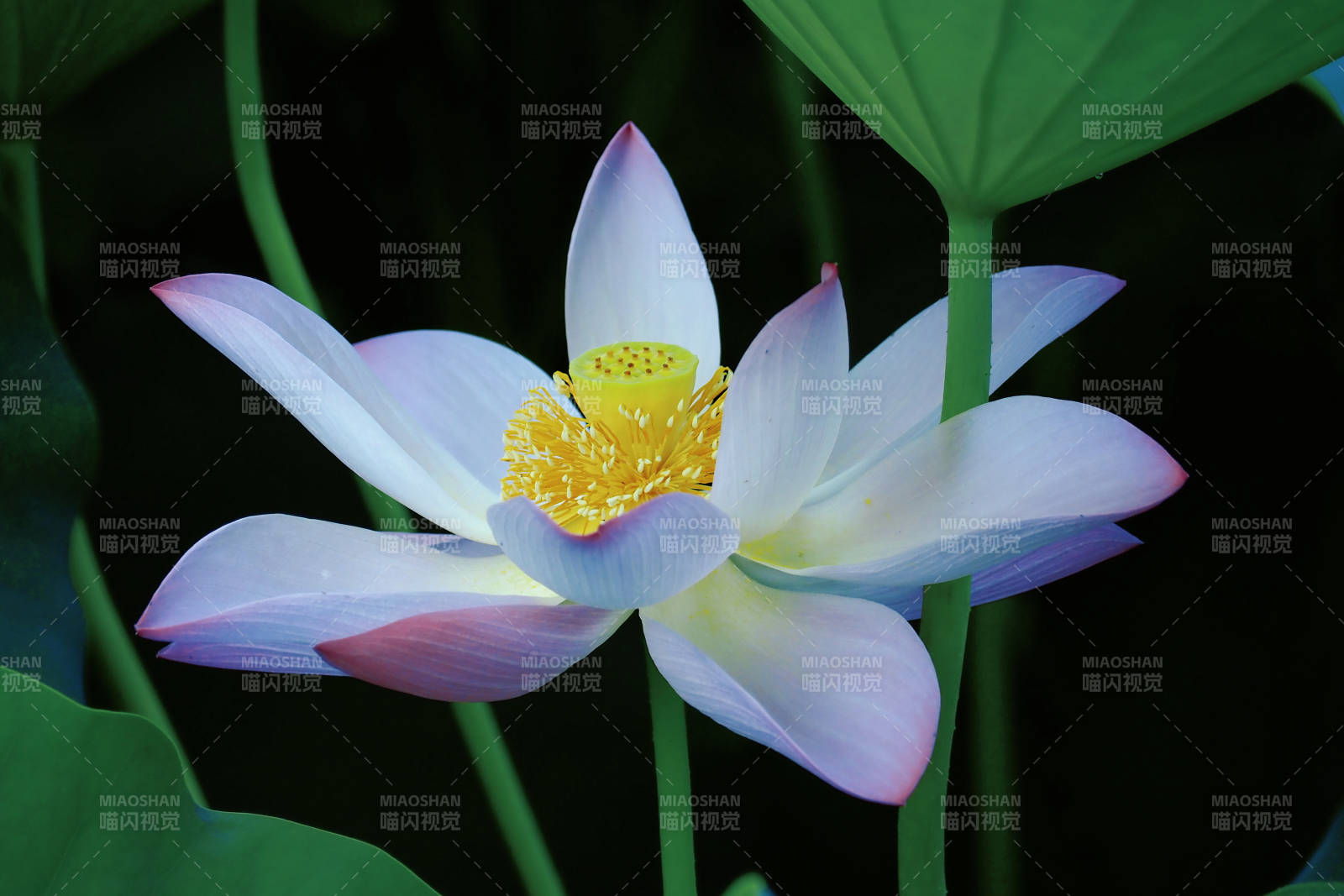 莲花绽放 静谧之美图片