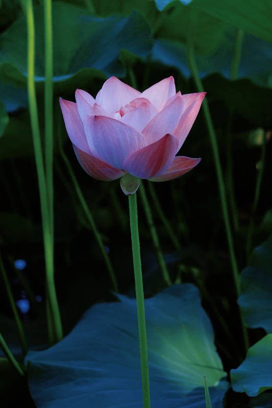 静谧荷塘 粉莲绽放图片