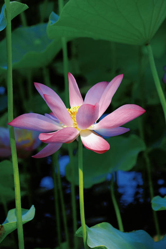 池塘中的莲花盛开图片