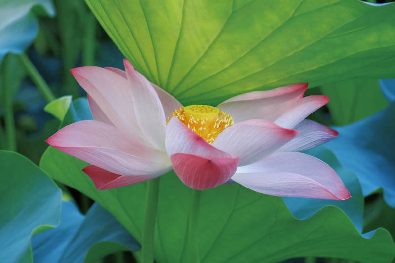 莲花绽放 清新雅致图片