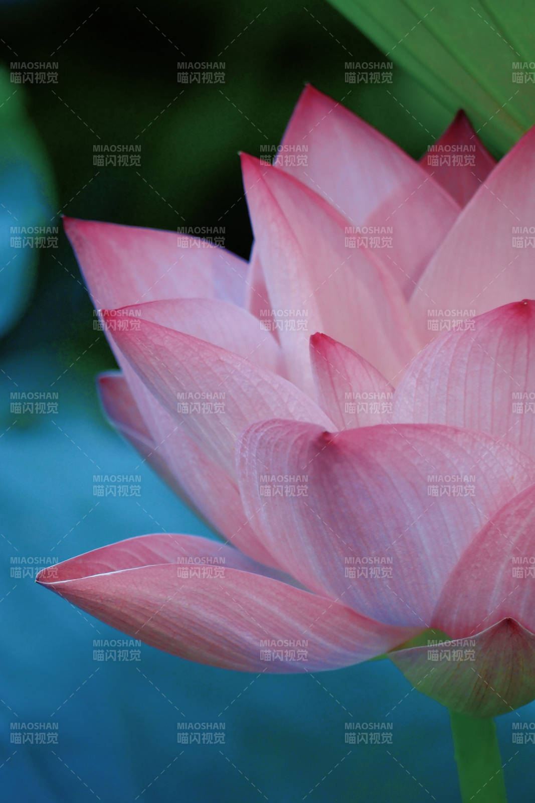 粉色莲花绽放之美图片