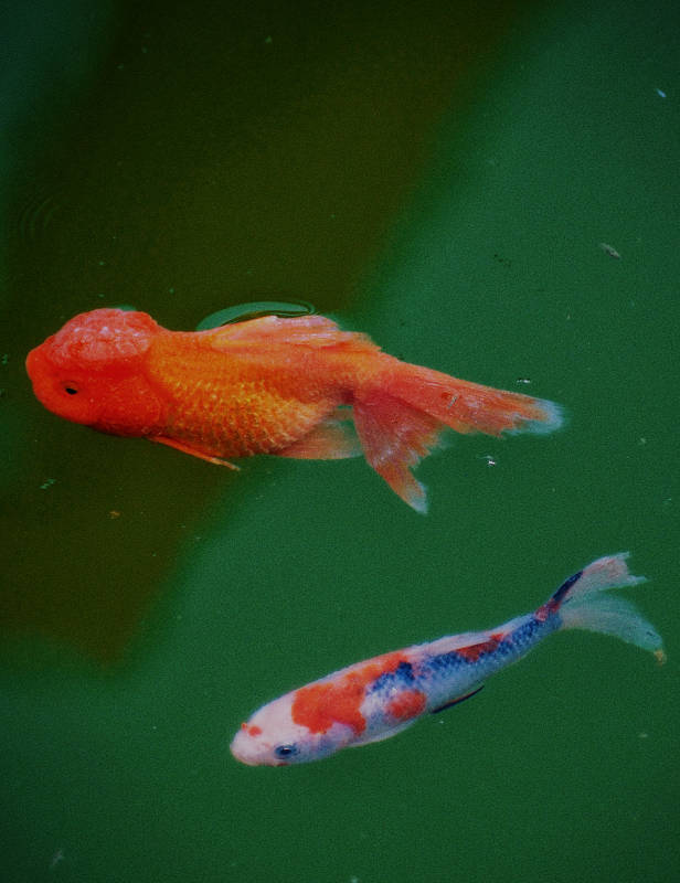 池中双鱼 一橙一彩图片