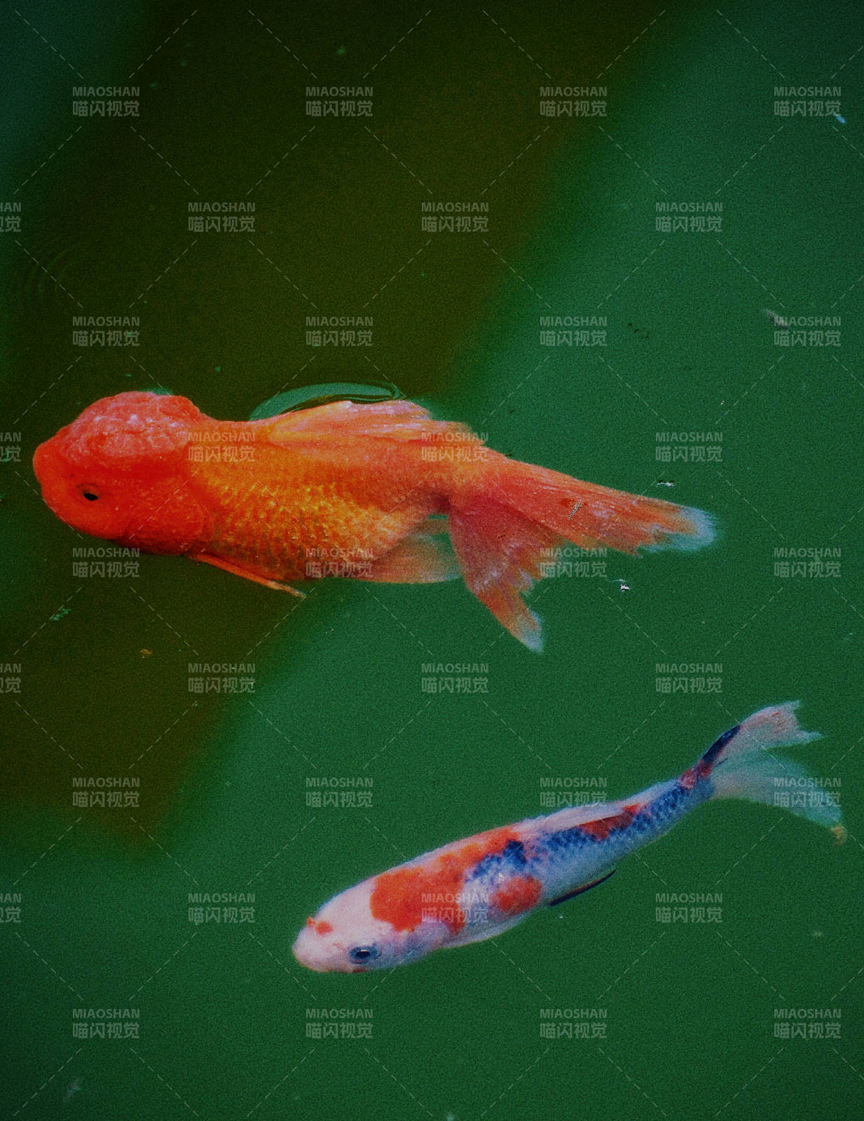 池中双鱼 一橙一彩图片
