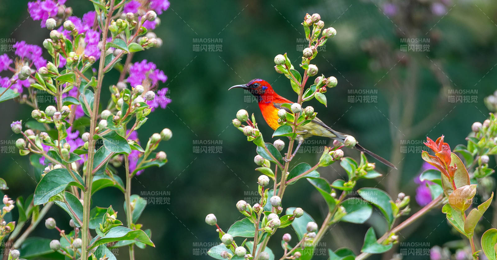花丛中的蓝喉太阳鸟图片
