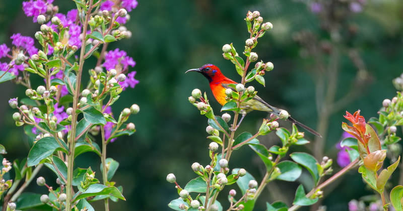 花丛中的蓝喉太阳鸟图片