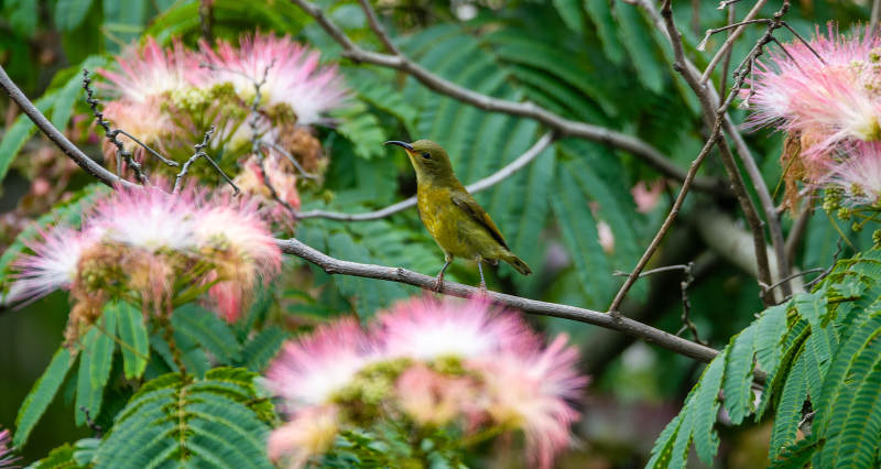 花间蓝喉太阳鸟图片