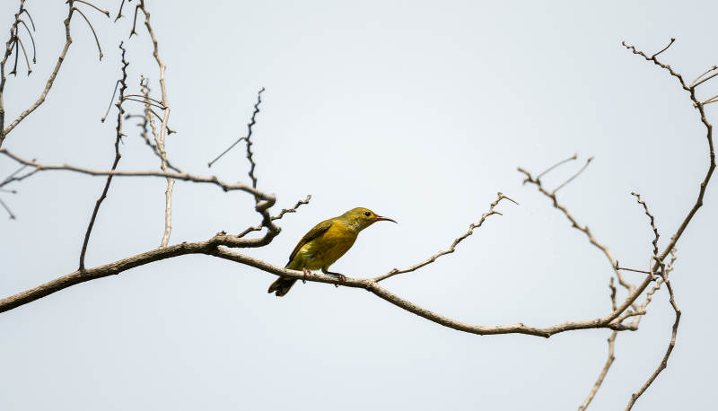 枝头上的蓝喉太阳鸟图片