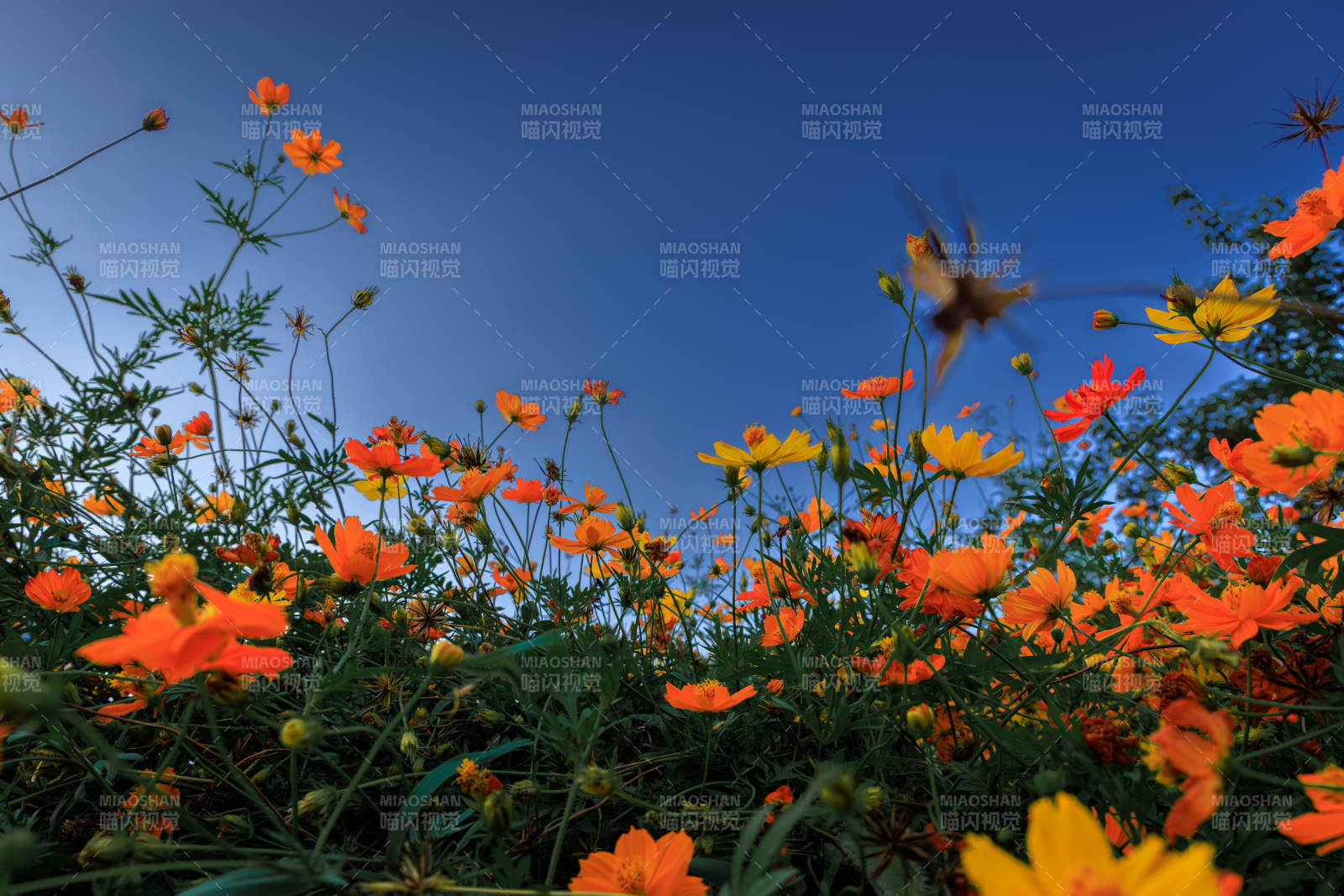 秋日花海 蜜蜂飞舞图片