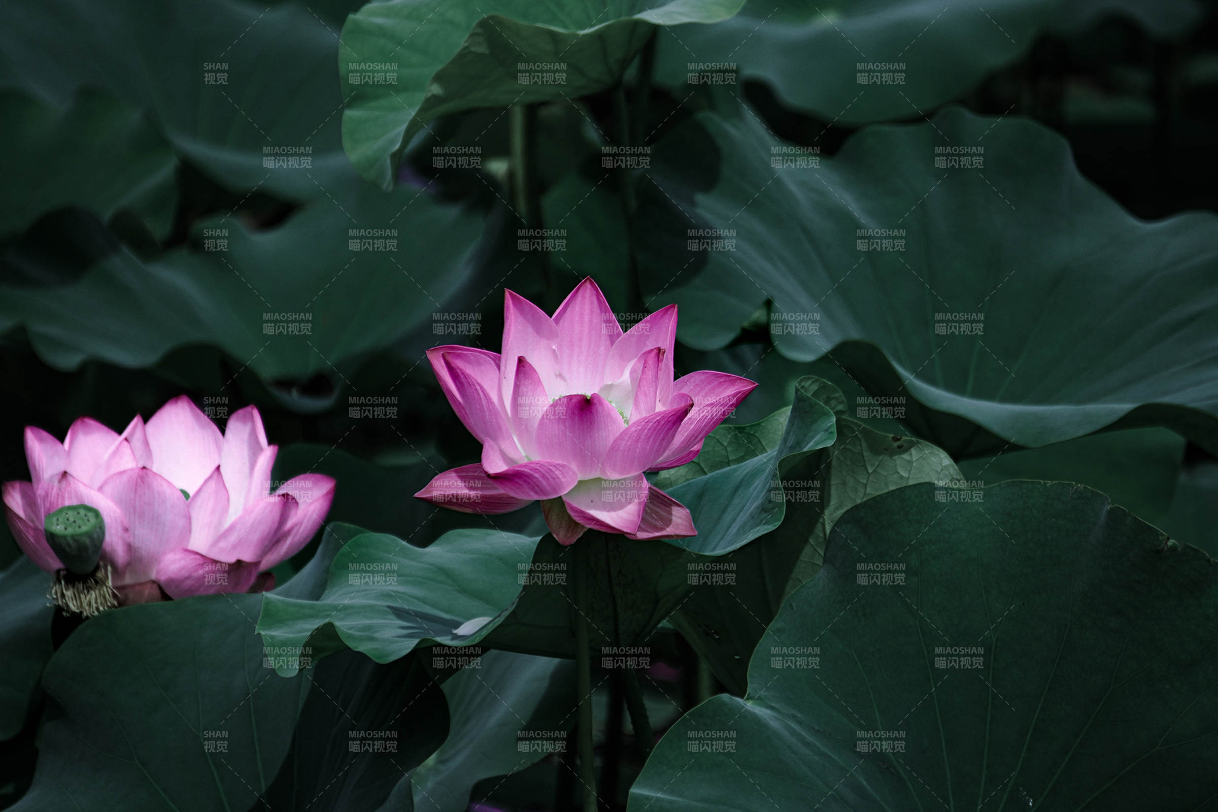 荷花绽放 绿叶相伴图片