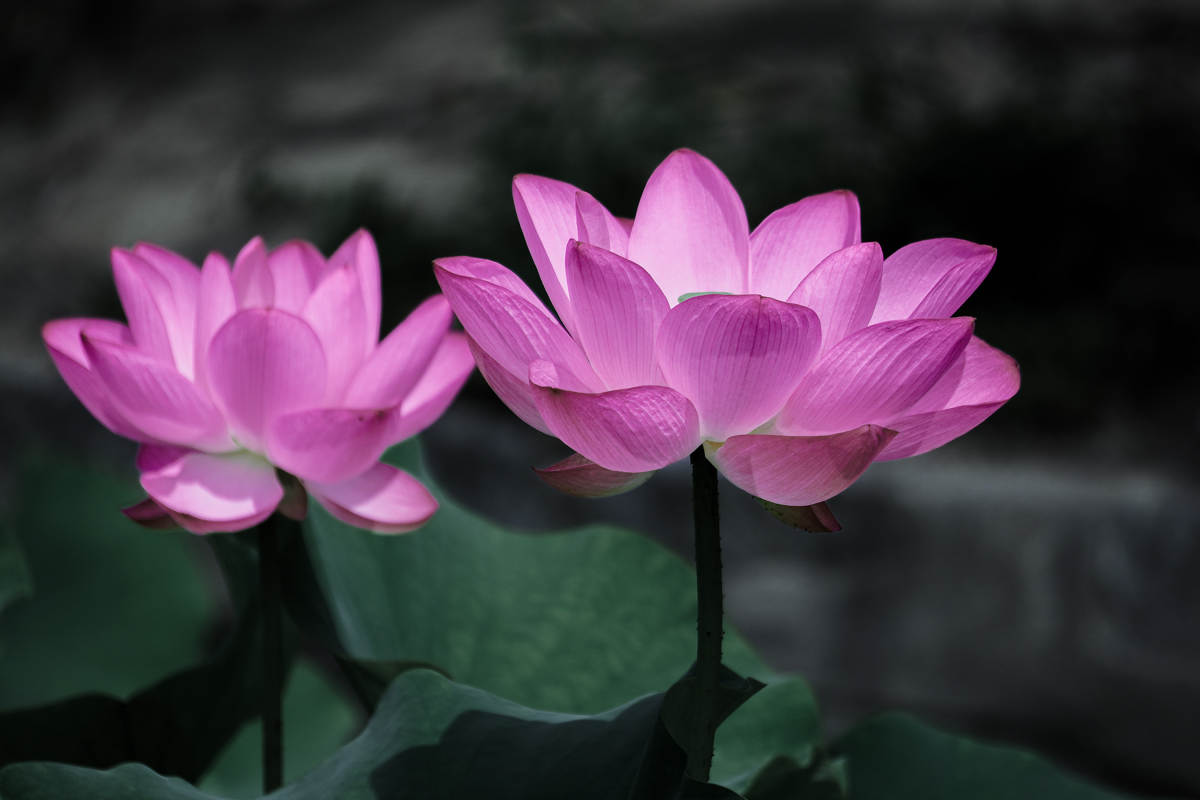 粉色莲花静谧绽放图片