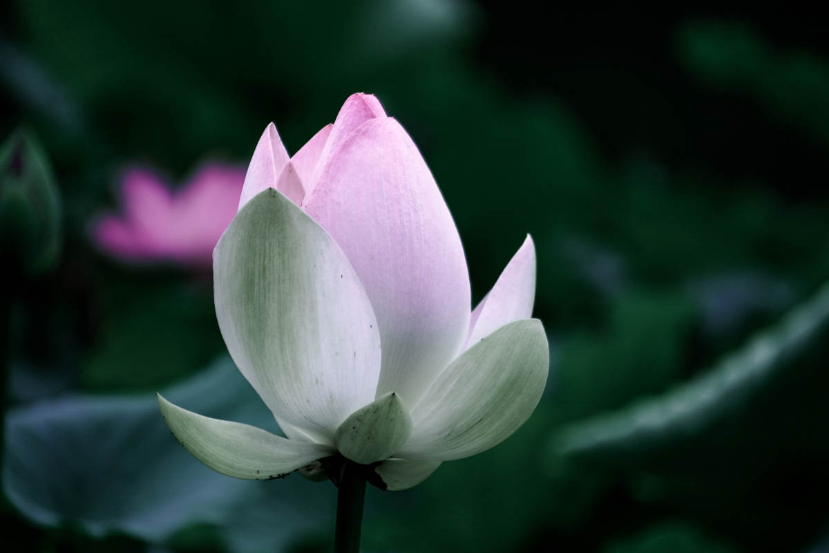 静谧莲花 淡雅绽放图片