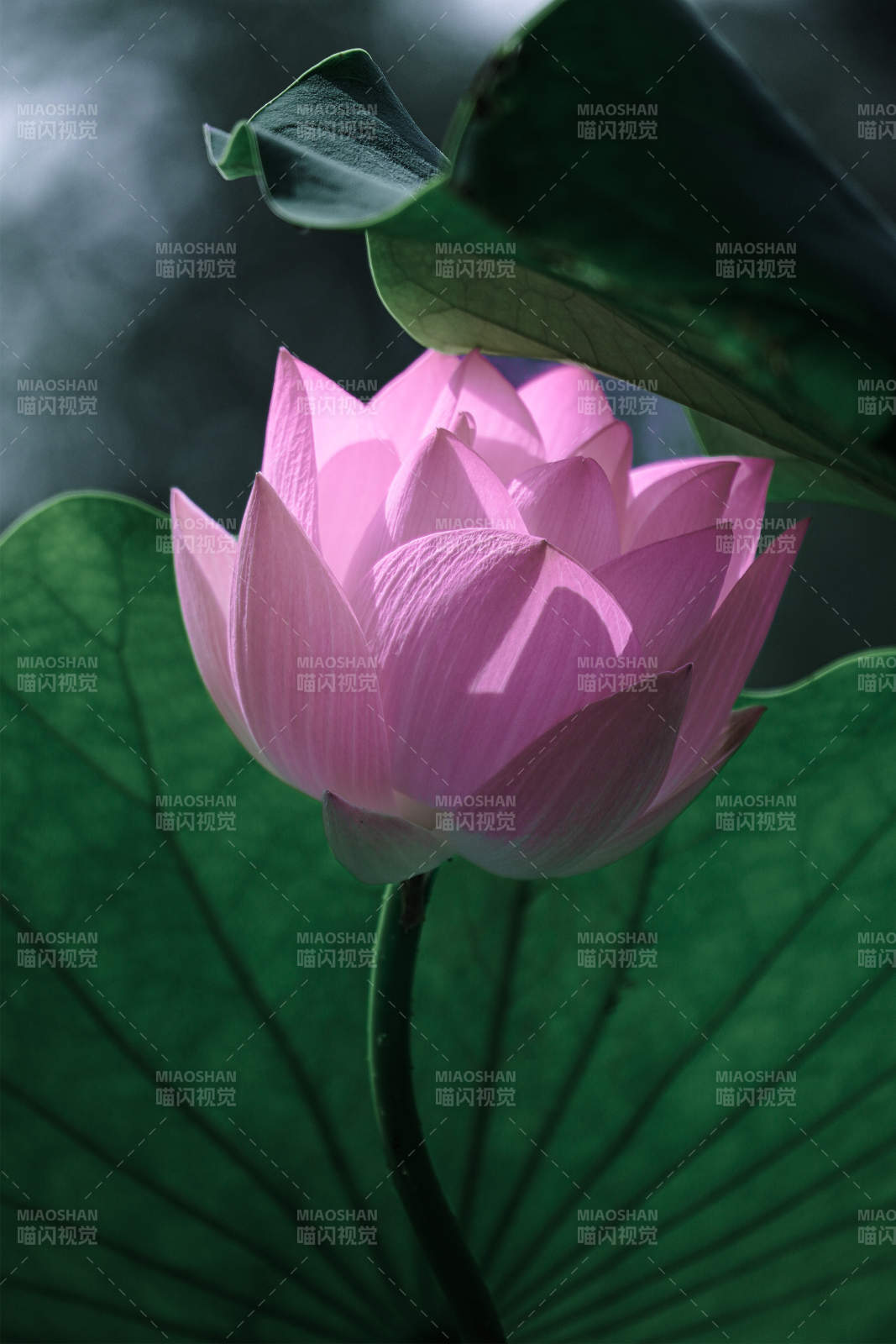 粉莲静绽绿叶间图片